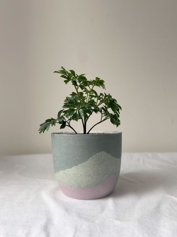 梯形圓 (3吋) 手作,水泥,盆器,植栽,多肉,植物,觀葉,塊根,蕨類,盆栽,居家裝飾