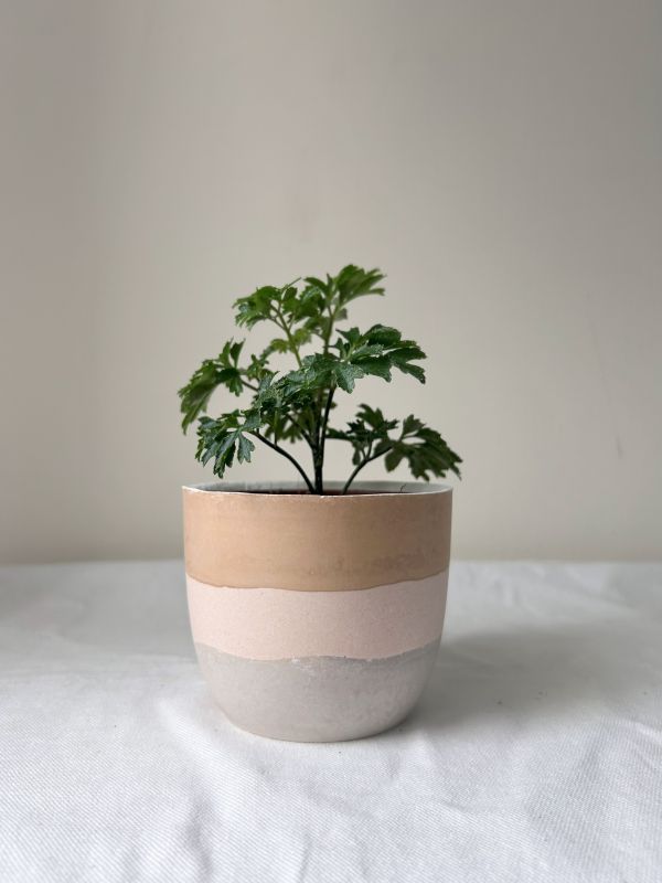 梯形圓 (3吋) 手作,水泥,盆器,植栽,多肉,植物,觀葉,塊根,蕨類,盆栽,居家裝飾