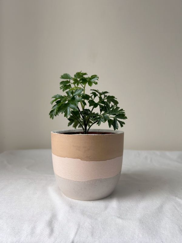 梯形圓 (3吋) 手作,水泥,盆器,植栽,多肉,植物,觀葉,塊根,蕨類,盆栽,居家裝飾