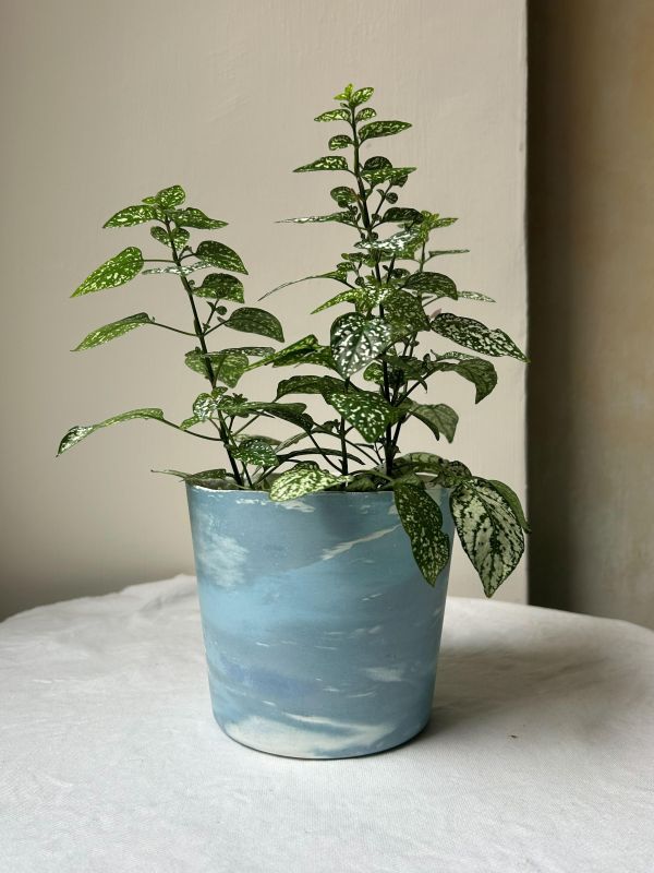 梯形圓 (5吋) 手作,水泥,盆器,植栽,多肉,植物,觀葉,塊根,蕨類,盆栽,居家裝飾