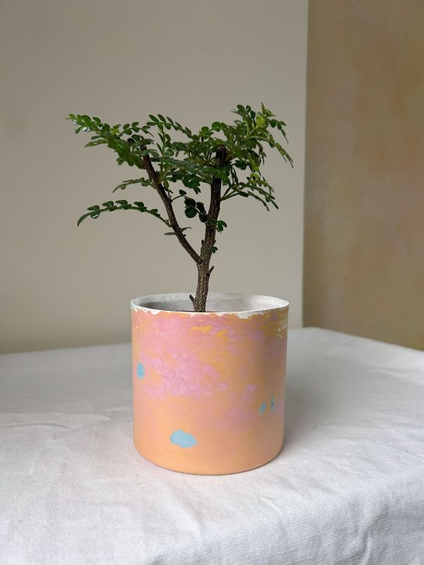 圓形B 手作,水泥,盆器,植栽,多肉,植物,觀葉,塊根,蕨類,盆栽,居家裝飾