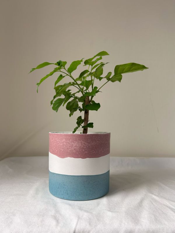圓形B 手作,水泥,盆器,植栽,多肉,植物,觀葉,塊根,蕨類,盆栽,居家裝飾