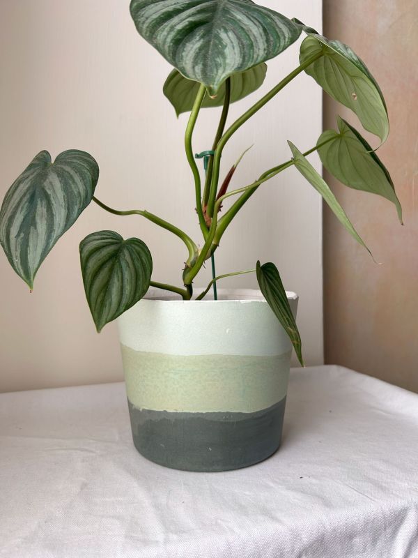 梯形圓 (6吋) 手作,水泥,盆器,植栽,多肉,植物,觀葉,塊根,蕨類,盆栽,居家裝飾