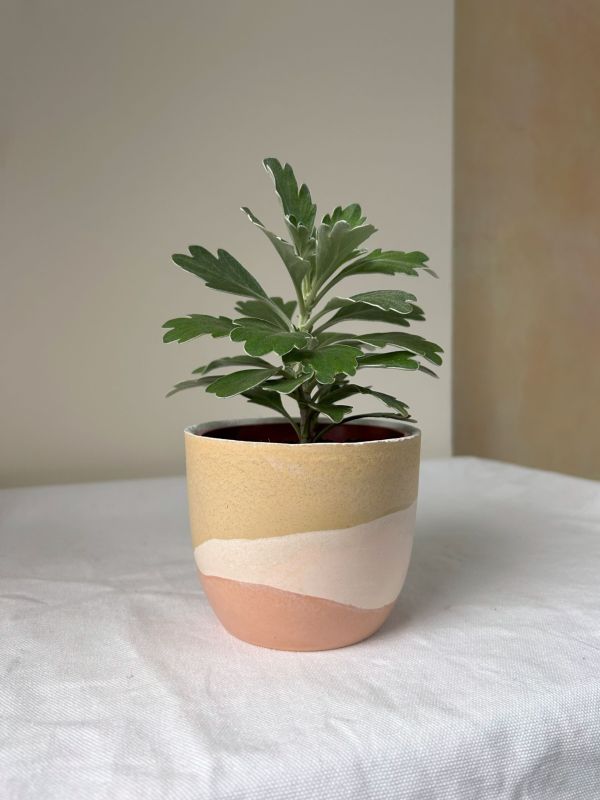 梯形圓 (3吋) 手作,水泥,盆器,植栽,多肉,植物,觀葉,塊根,蕨類,盆栽,居家裝飾