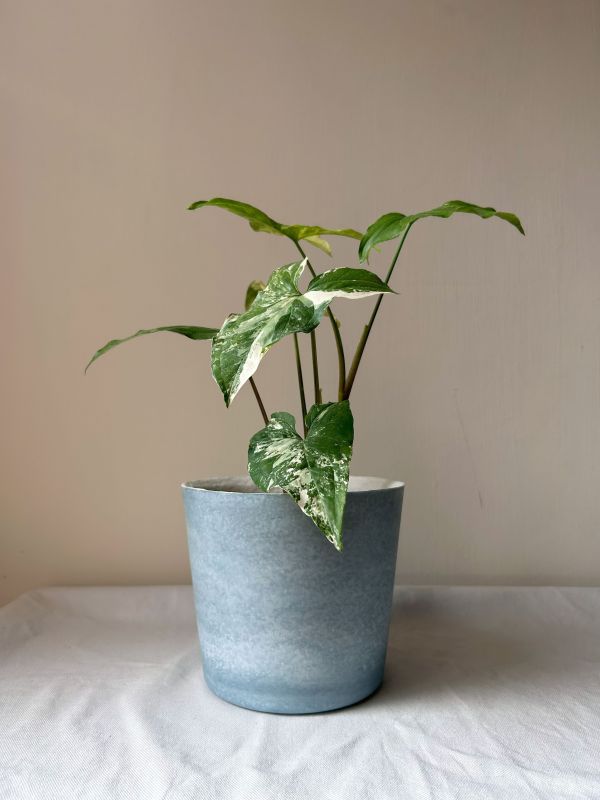 梯形圓 (5吋) 手作,水泥,盆器,植栽,多肉,植物,觀葉,塊根,蕨類,盆栽,居家裝飾