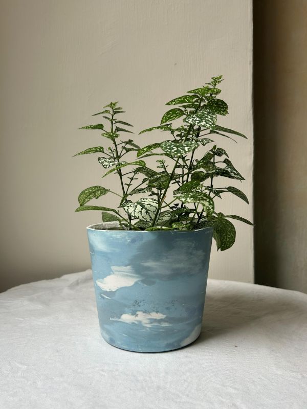 梯形圓 (5吋) 手作,水泥,盆器,植栽,多肉,植物,觀葉,塊根,蕨類,盆栽,居家裝飾