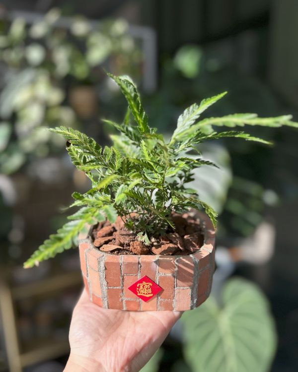 復古紅磚盆器 橢圓形 水泥盆器,盆器,水泥,手作,復古,紅磚,植物,植栽,園藝
