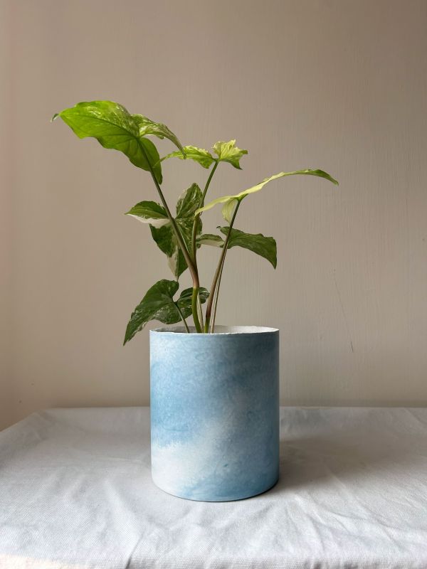 圓形D 手作,水泥,盆器,植栽,多肉,植物,觀葉,塊根,蕨類,盆栽,居家裝飾