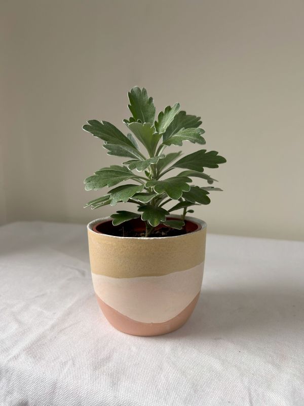 梯形圓 (3吋) 手作,水泥,盆器,植栽,多肉,植物,觀葉,塊根,蕨類,盆栽,居家裝飾