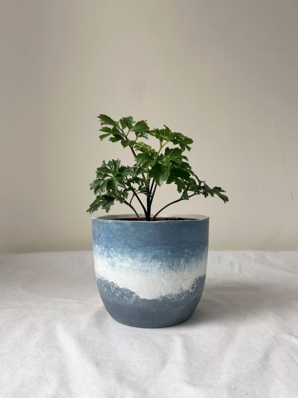 梯形圓 (3吋) 手作,水泥,盆器,植栽,多肉,植物,觀葉,塊根,蕨類,盆栽,居家裝飾