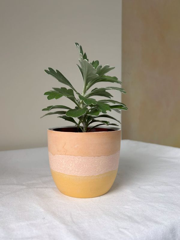 梯形圓 (3吋) 手作,水泥,盆器,植栽,多肉,植物,觀葉,塊根,蕨類,盆栽,居家裝飾
