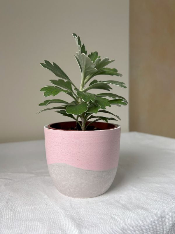 梯形圓 (3吋) 手作,水泥,盆器,植栽,多肉,植物,觀葉,塊根,蕨類,盆栽,居家裝飾