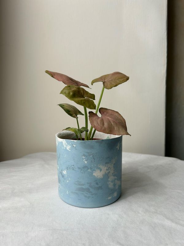 圓形B 手作,水泥,盆器,植栽,多肉,植物,觀葉,塊根,蕨類,盆栽,居家裝飾