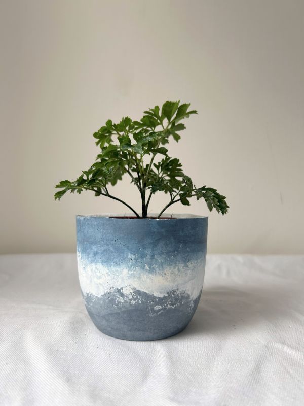 梯形圓 (3吋) 手作,水泥,盆器,植栽,多肉,植物,觀葉,塊根,蕨類,盆栽,居家裝飾