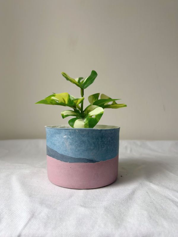 圓形A 手作,水泥,盆器,植栽,多肉,植物,觀葉,塊根,蕨類,盆栽,居家裝飾,水泥盆器