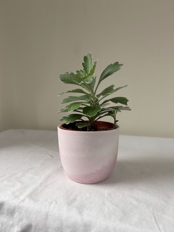 梯形圓 (3吋) 手作,水泥,盆器,植栽,多肉,植物,觀葉,塊根,蕨類,盆栽,居家裝飾