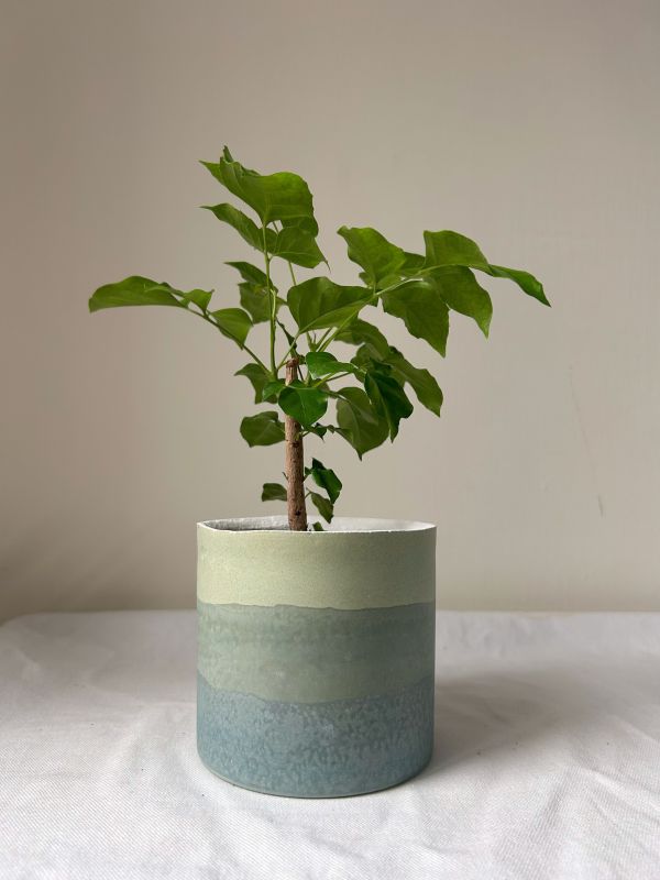 圓形B 手作,水泥,盆器,植栽,多肉,植物,觀葉,塊根,蕨類,盆栽,居家裝飾