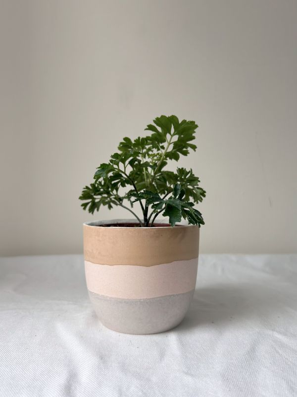 梯形圓 (3吋) 手作,水泥,盆器,植栽,多肉,植物,觀葉,塊根,蕨類,盆栽,居家裝飾