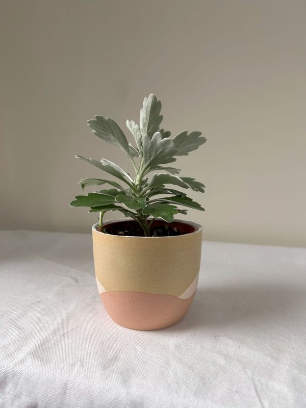 梯形圓 (3吋) 手作,水泥,盆器,植栽,多肉,植物,觀葉,塊根,蕨類,盆栽,居家裝飾