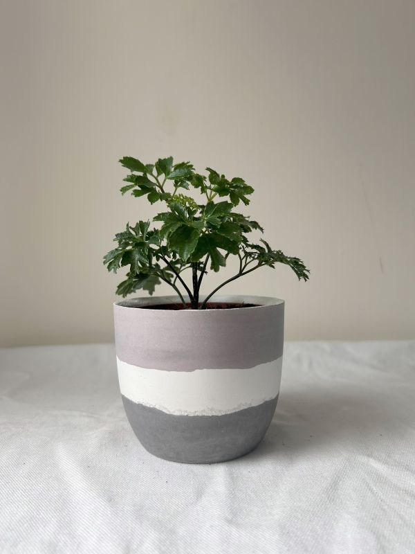 梯形圓 (3吋) 手作,水泥,盆器,植栽,多肉,植物,觀葉,塊根,蕨類,盆栽,居家裝飾