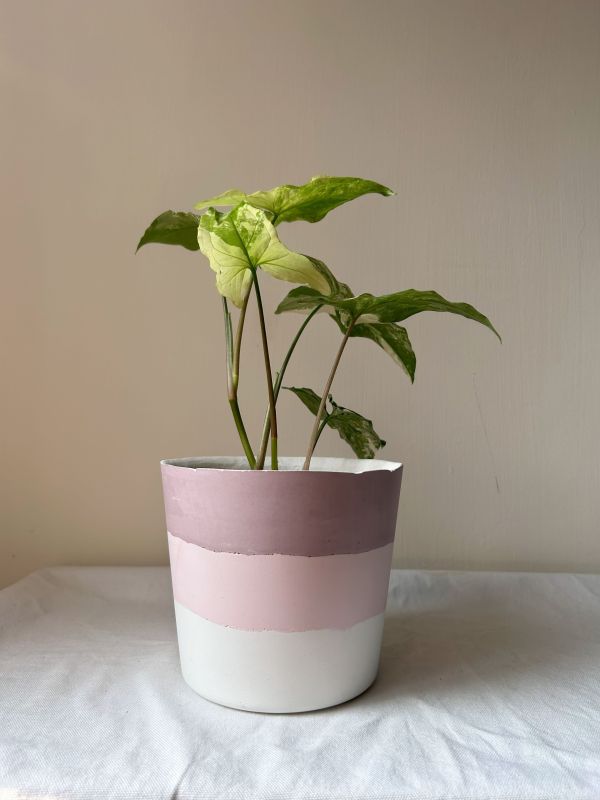 梯形圓 (5吋) 手作,水泥,盆器,植栽,多肉,植物,觀葉,塊根,蕨類,盆栽,居家裝飾