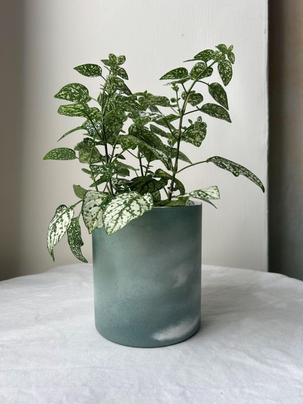 圓形D 手作,水泥,盆器,植栽,多肉,植物,觀葉,塊根,蕨類,盆栽,居家裝飾