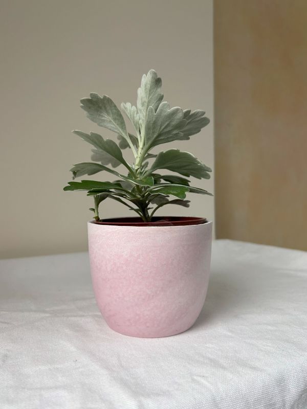梯形圓 (3吋) 手作,水泥,盆器,植栽,多肉,植物,觀葉,塊根,蕨類,盆栽,居家裝飾