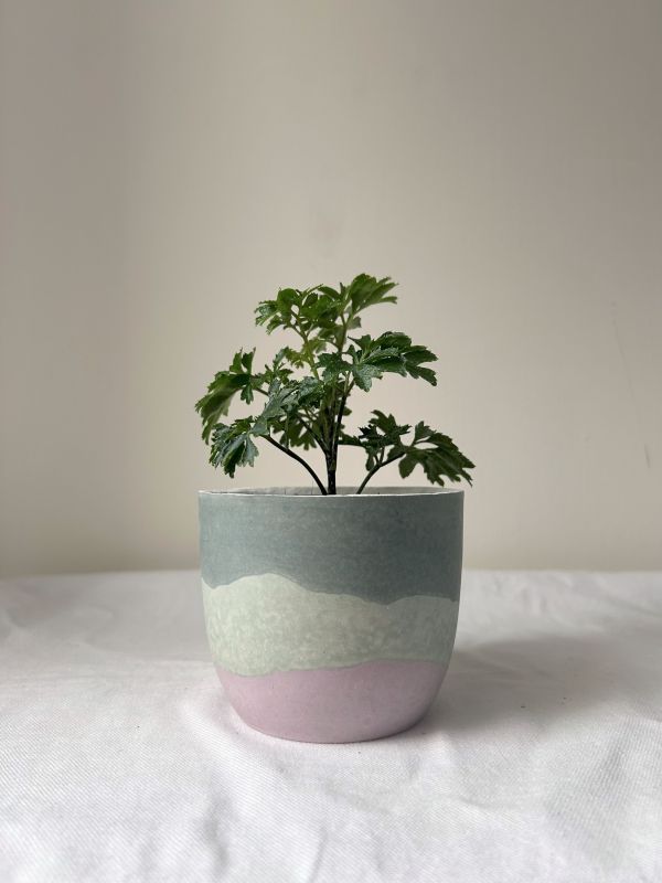 梯形圓 (3吋) 手作,水泥,盆器,植栽,多肉,植物,觀葉,塊根,蕨類,盆栽,居家裝飾