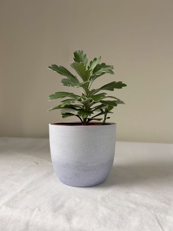 梯形圓 (3吋) 手作,水泥,盆器,植栽,多肉,植物,觀葉,塊根,蕨類,盆栽,居家裝飾
