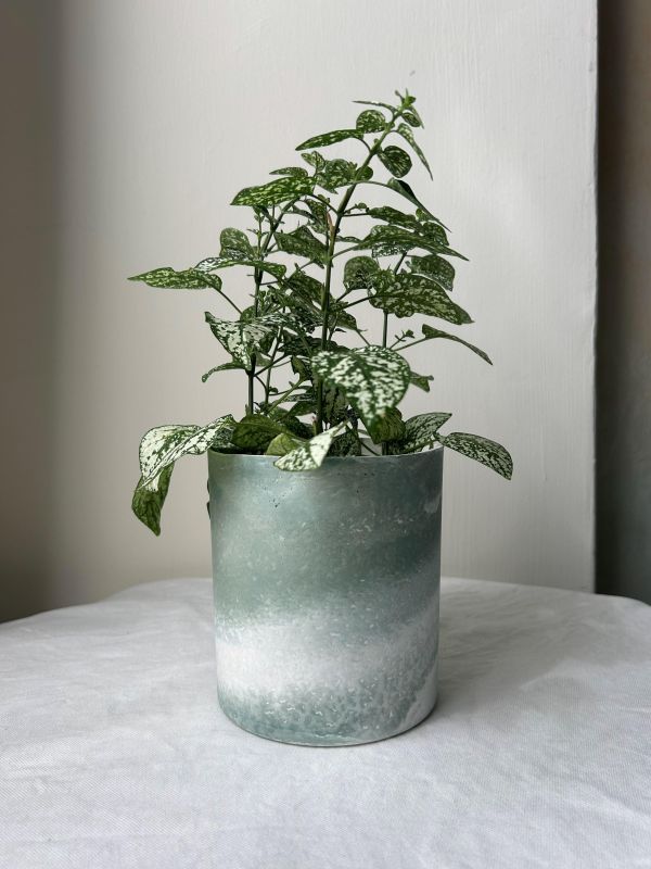 圓形D 手作,水泥,盆器,植栽,多肉,植物,觀葉,塊根,蕨類,盆栽,居家裝飾