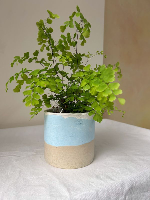 圓形B 手作,水泥,盆器,植栽,多肉,植物,觀葉,塊根,蕨類,盆栽,居家裝飾