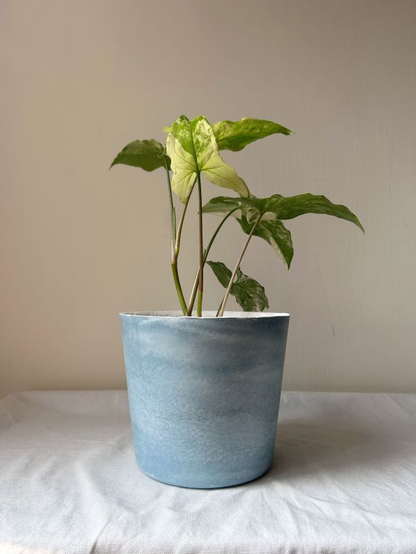 梯形圓 (5吋) 手作,水泥,盆器,植栽,多肉,植物,觀葉,塊根,蕨類,盆栽,居家裝飾