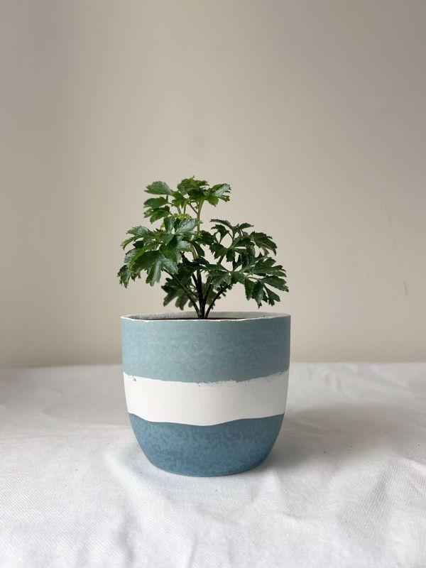 梯形圓 (3吋) 手作,水泥,盆器,植栽,多肉,植物,觀葉,塊根,蕨類,盆栽,居家裝飾,水泥盆器