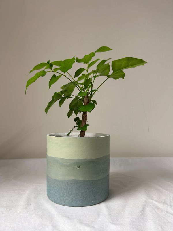 圓形B 手作,水泥,盆器,植栽,多肉,植物,觀葉,塊根,蕨類,盆栽,居家裝飾