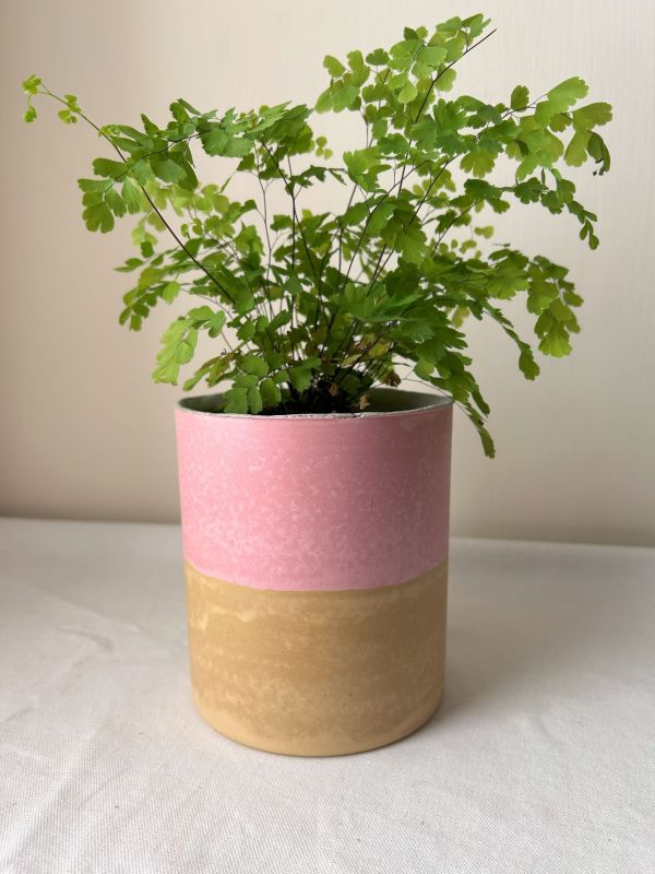 圓形D 手作,水泥,盆器,植栽,多肉,植物,觀葉,塊根,蕨類,盆栽,居家裝飾
