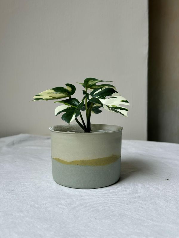 圓形A 手作,水泥,盆器,植栽,多肉,植物,觀葉,塊根,蕨類,盆栽,居家裝飾,水泥盆器