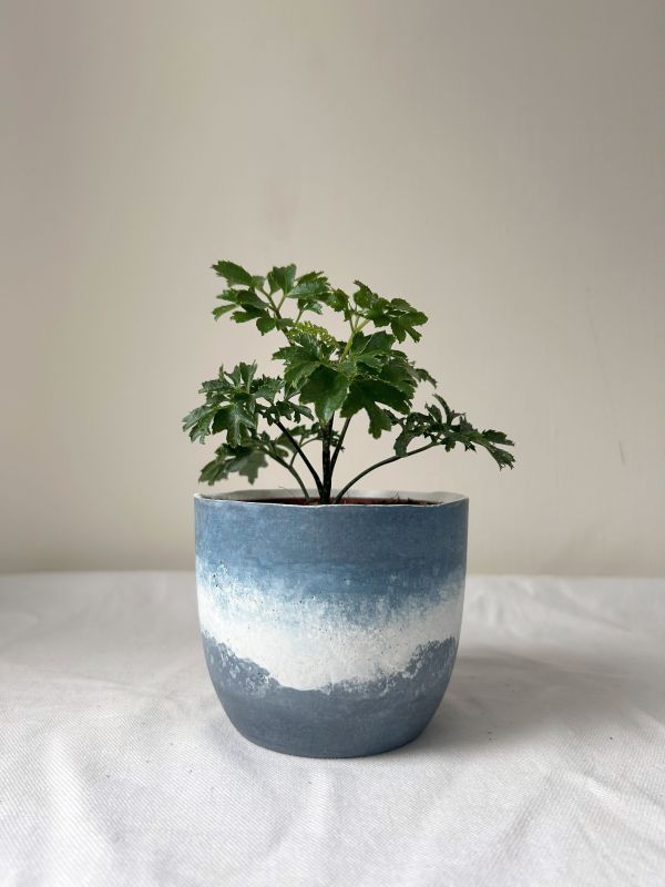 梯形圓 (3吋) 手作,水泥,盆器,植栽,多肉,植物,觀葉,塊根,蕨類,盆栽,居家裝飾