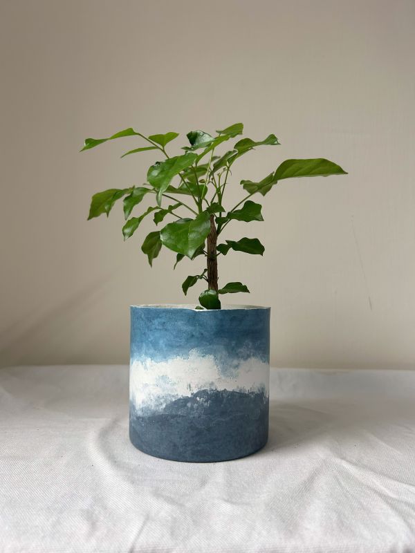 圓形B 手作,水泥,盆器,植栽,多肉,植物,觀葉,塊根,蕨類,盆栽,居家裝飾