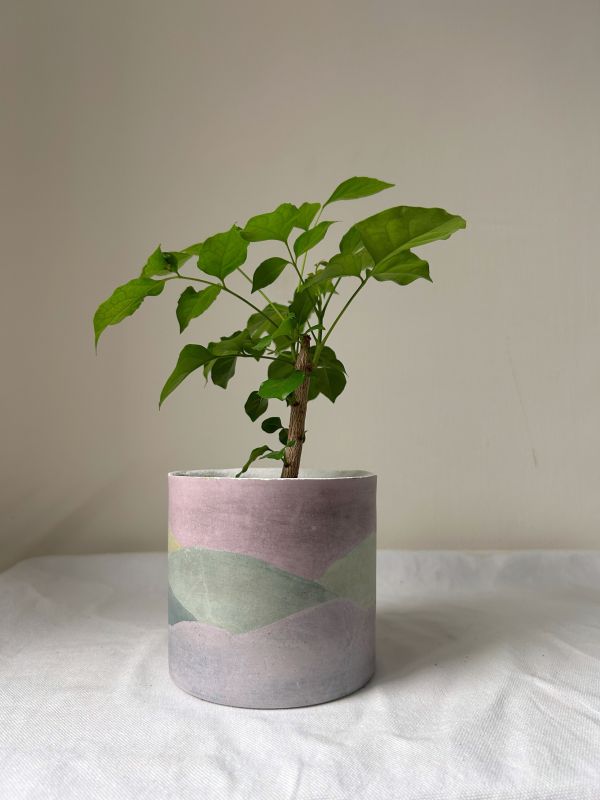 圓形B 手作,水泥,盆器,植栽,多肉,植物,觀葉,塊根,蕨類,盆栽,居家裝飾