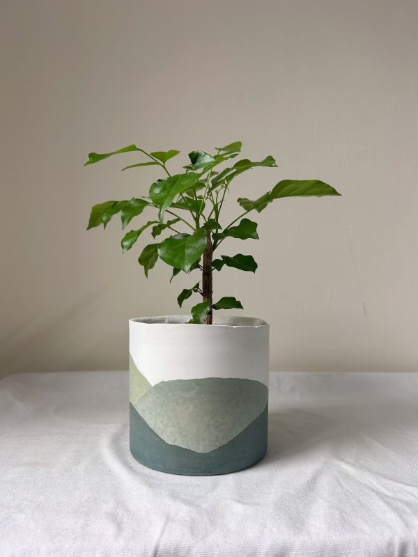 圓形B 手作,水泥,盆器,植栽,多肉,植物,觀葉,塊根,蕨類,盆栽,居家裝飾