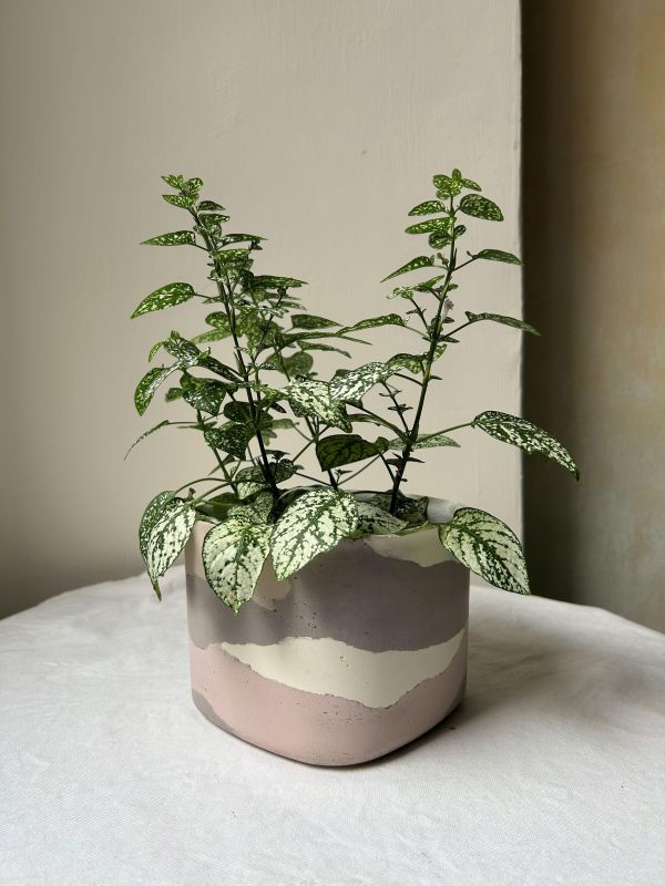 正方形 手作,水泥,盆器,植栽,多肉,植物,觀葉,塊根,蕨類,盆栽,居家裝飾