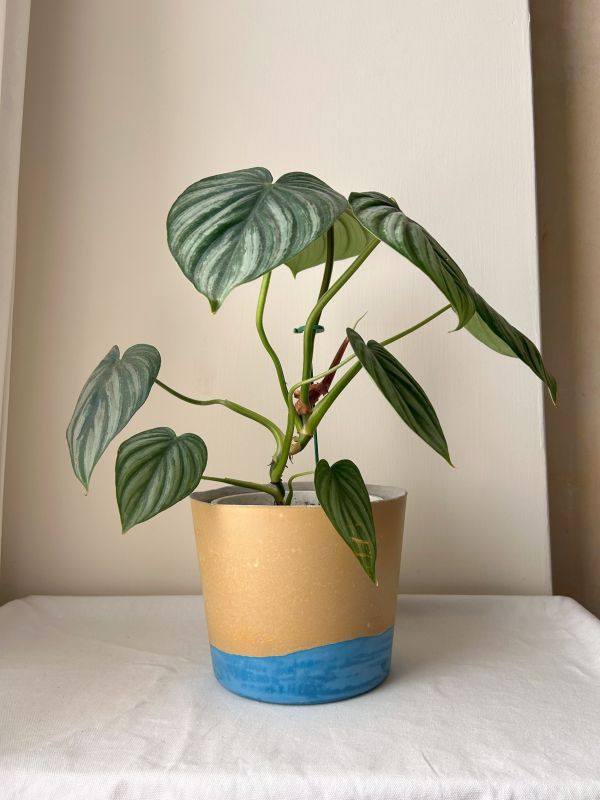 梯形圓 (6吋) 手作,水泥,盆器,植栽,多肉,植物,觀葉,塊根,蕨類,盆栽,居家裝飾