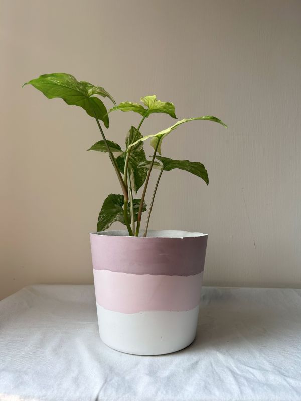 梯形圓 (5吋) 手作,水泥,盆器,植栽,多肉,植物,觀葉,塊根,蕨類,盆栽,居家裝飾