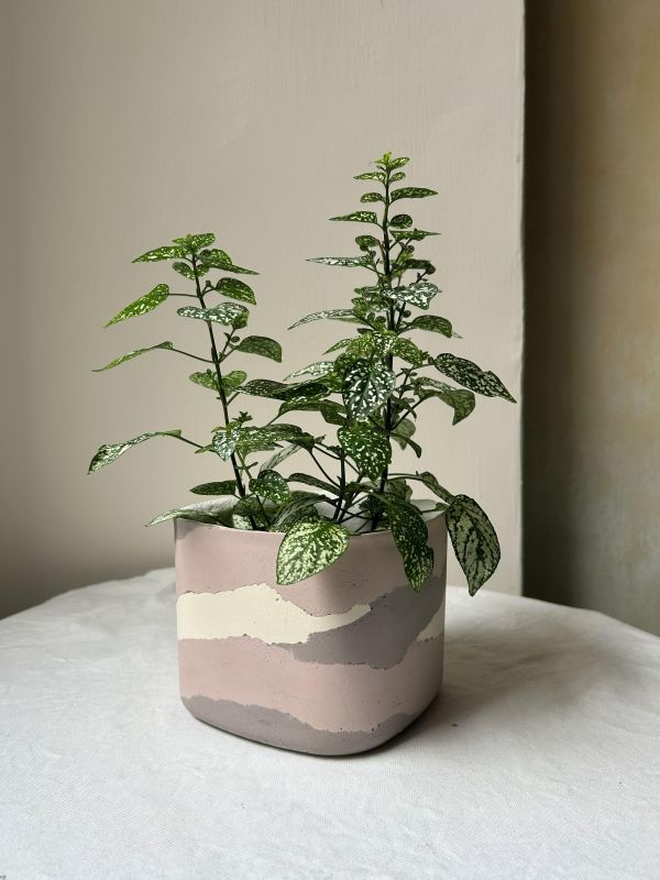 正方形 手作,水泥,盆器,植栽,多肉,植物,觀葉,塊根,蕨類,盆栽,居家裝飾
