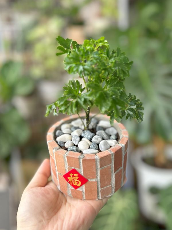 復古紅磚盆器 圓形B 水泥盆器,水泥,盆器,復古,紅磚,手作,植物,植栽,園藝