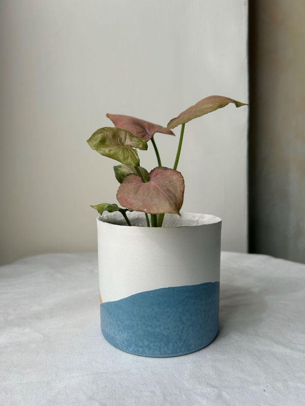 圓形B 手作,水泥,盆器,植栽,多肉,植物,觀葉,塊根,蕨類,盆栽,居家裝飾