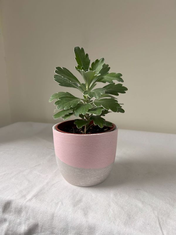 梯形圓 (3吋) 手作,水泥,盆器,植栽,多肉,植物,觀葉,塊根,蕨類,盆栽,居家裝飾