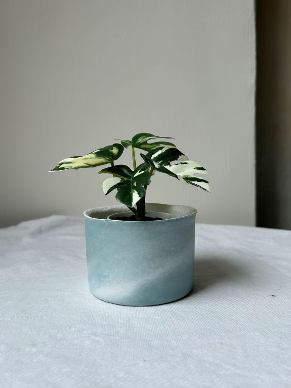 圓形A 手作,水泥,盆器,植栽,多肉,植物,觀葉,塊根,蕨類,盆栽,居家裝飾,水泥盆器