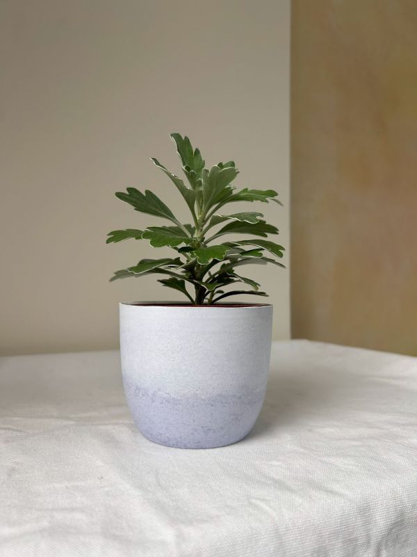 梯形圓 (3吋) 手作,水泥,盆器,植栽,多肉,植物,觀葉,塊根,蕨類,盆栽,居家裝飾