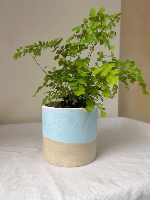 圓形B 手作,水泥,盆器,植栽,多肉,植物,觀葉,塊根,蕨類,盆栽,居家裝飾